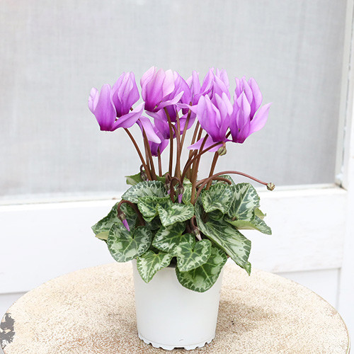 値下げSALE 花苗 ブルー シクラメン サムライ 3号 鉢植え 花壇