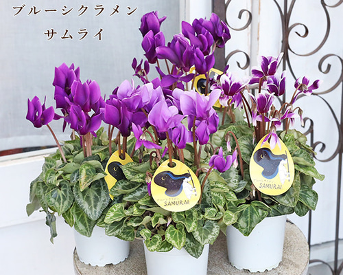 鉢花 ブルー シクラメン サムライ 3号 多年草 パープル シック