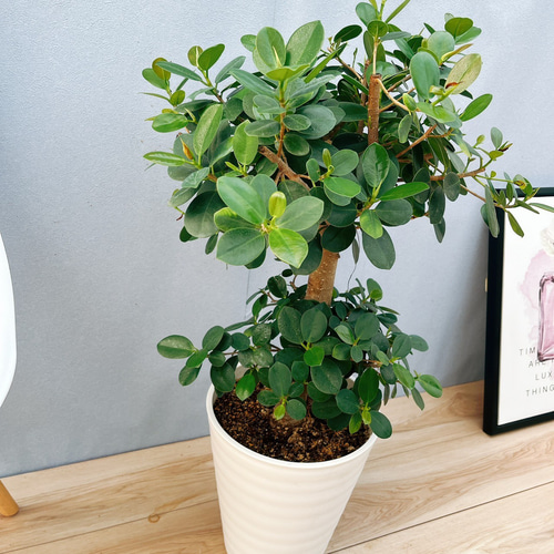 現品］【希少】1番 パンダガジュマル 8号 観葉植物 室内 レア