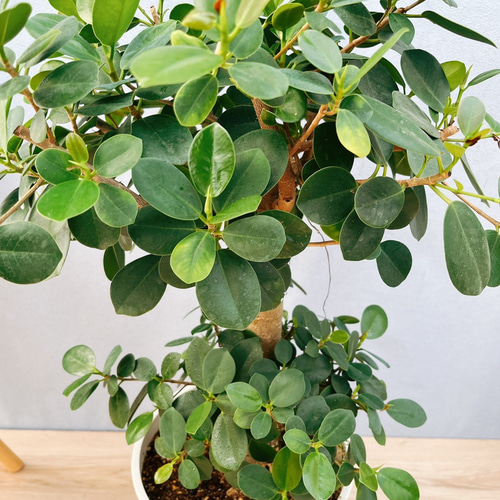 現品］【希少】A2 パンダガジュマル 4号 観葉植物 レア 室内