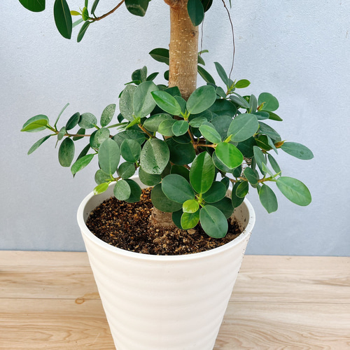 ［現品］【希少】86番　パンダガジュマル　8号　観葉植物　室内　レア　ゴムの木 現品］【希少】パンダガジュマル 8号 観葉植物 室内 レア ゴムの木