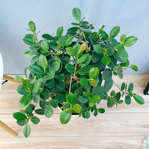 現品　ガジュマル　パンダガジュマル　52番　希少　インテリアグリーン　観葉植物 現品 ガジュマル パンダガジュマル 52番 希少 インテリア