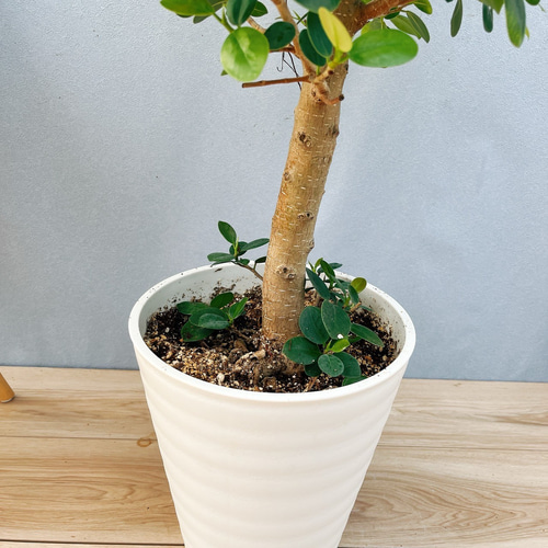 現品］【希少】3番 パンダガジュマル 8号 観葉植物 室内 レア