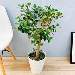 ［現品］【希少】※売約済※14番　パンダガジュマル　7号　観葉植物　室内　レア 現品］【希少】14番 パンダガジュマル 7号 観葉植物 室内 レア