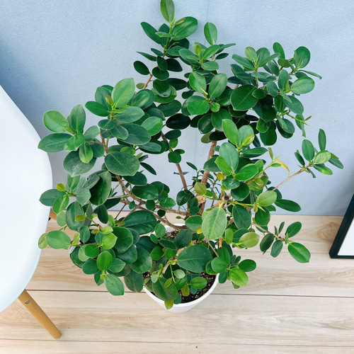 現品］【希少】3番 パンダガジュマル 8号 観葉植物 室内 レア