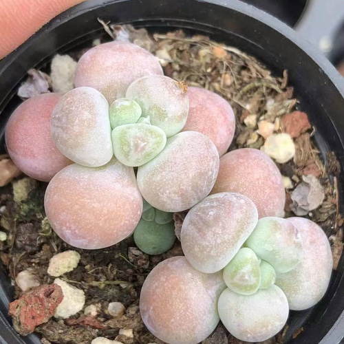 多肉植物 リトープス 緑紫薫 2頭 大玉 2cm 抜き苗 1株 多肉植物 多肉植物 リトープス 緑紫薫 2頭 大玉 2cm 抜き苗 1株 多肉植物