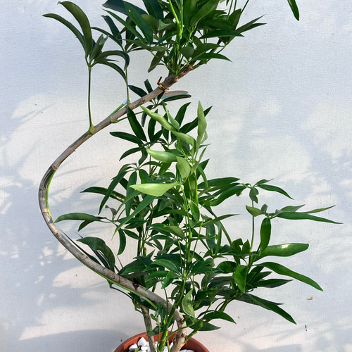 【同時ご購入割引】シェフレラ アンガスティフォリア 曲がり♪ 105cm♪ シェフレラ＊アンガスティフォリア＊曲がりの観葉植物＊カポック