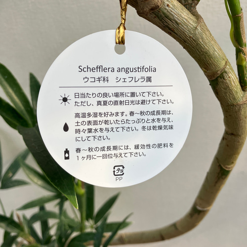 【同時ご購入割引】シェフレラ アンガスティフォリア 曲がり♪ 105cm♪ シェフレラ・アンガスティフォリア まがり M | 観葉植物の通販