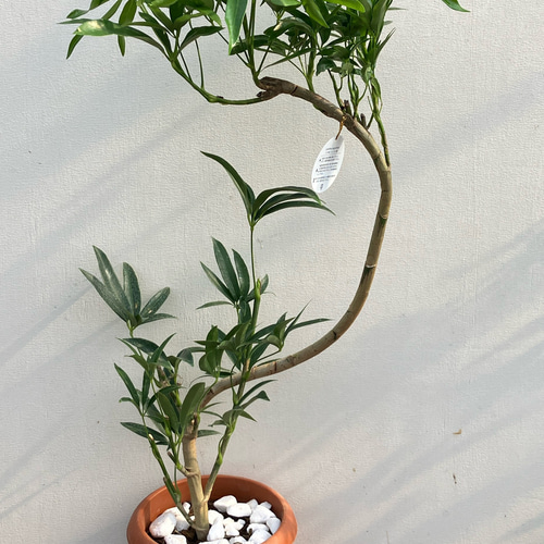 シェフレラ＊アンガスティフォリア＊曲がりの観葉植物＊カポック