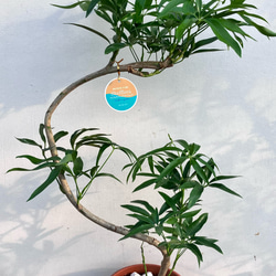 珍しい希少なアロカシア2種セット*(^o^)/* アートフラワー bloom town