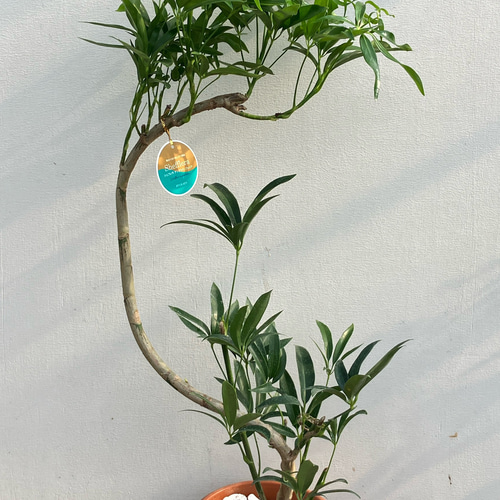 シェフレラ＊アンガスティフォリア＊曲がりの観葉植物＊カポック