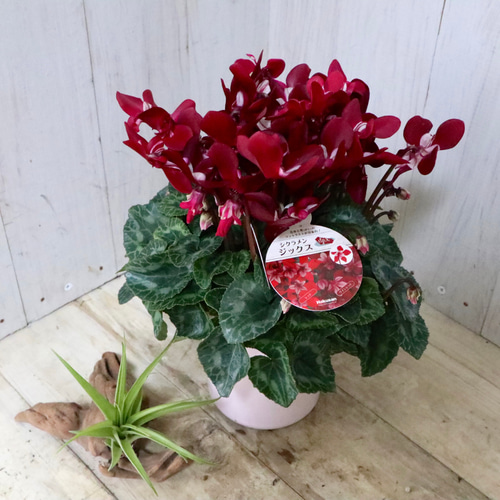 シクラメン♡ジックス♡ガーデンシクラメン♡ワインレッド♡鉢ごと