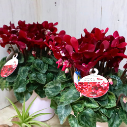 シクラメン♡ジックス♡ガーデンシクラメン♡ワインレッド♡鉢ごと