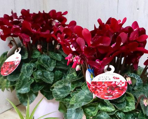 9398b940fd6254cd99263f4219bb3d