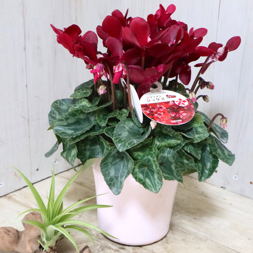 シクラメン♡ジックス♡ガーデンシクラメン♡ワインレッド♡鉢ごと