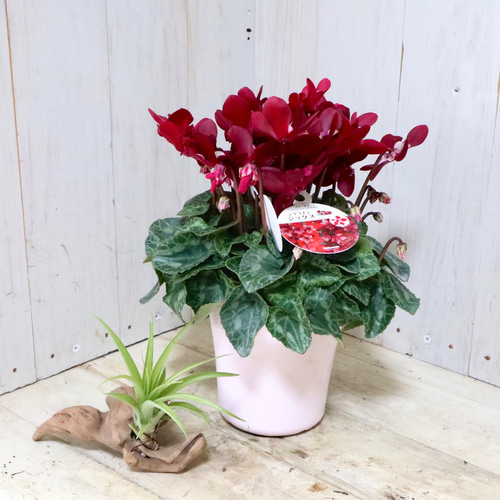 シクラメン♡ジックス♡ガーデンシクラメン♡ワインレッド♡鉢ごと