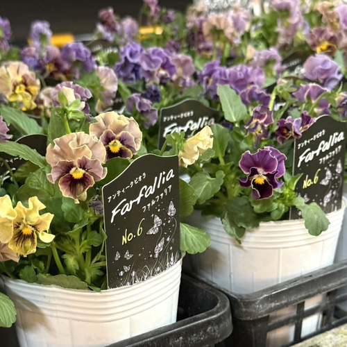 松原園芸オリジナル】アンティークビオラ「ファルファリア No.6」 花苗