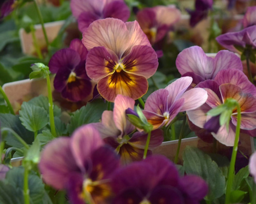 ビオラ なごみももか「しんしん」 花苗 花 苗 ガーデニング フラワー