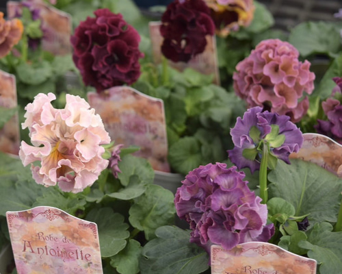 24952706727bc56c1065e7a9e1f4a5