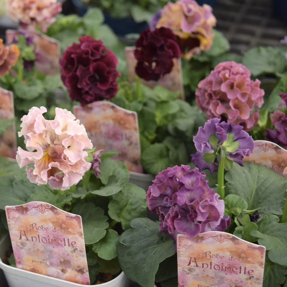 サトウ園芸】パンジー「ローブ・ドゥ・アントワネット」 花苗 花 苗