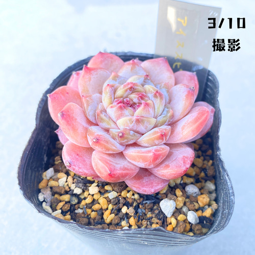 1苗【7.5cmpot/アイススピリット】中苗 輸入苗 多肉植物 多肉