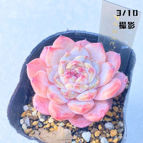 爪々カッコいい～ ルイパパ苗⭐️リンゼアナ×ジャッカル⭐️ 多肉