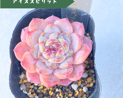 【アイビー】５品種　多肉植物 61Ks1D97mwL._UF350,350_QL50_.jpg