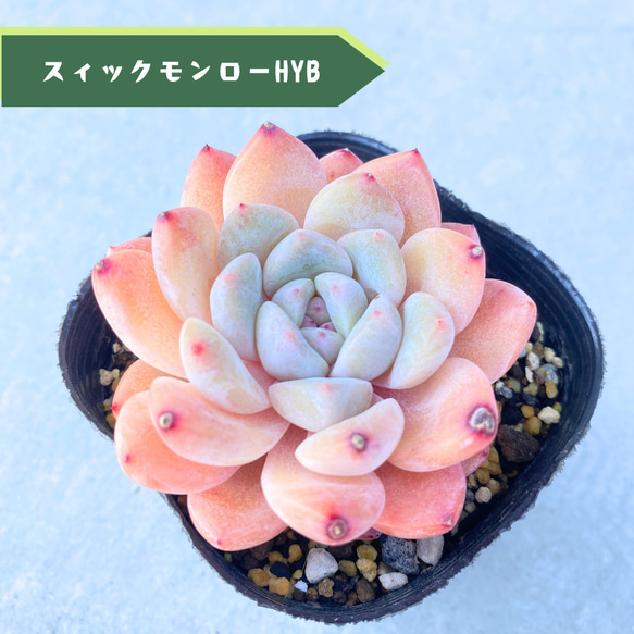1苗【7.5cmポット/スィックモンローhyb】中苗 輸入苗 多肉植物