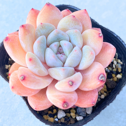 1苗【7.5cmポット/スィックモンローhyb】中苗 輸入苗 多肉植物 1苗【7.5cmポット/スィックモンローhyb】中苗 輸入苗 多肉植物