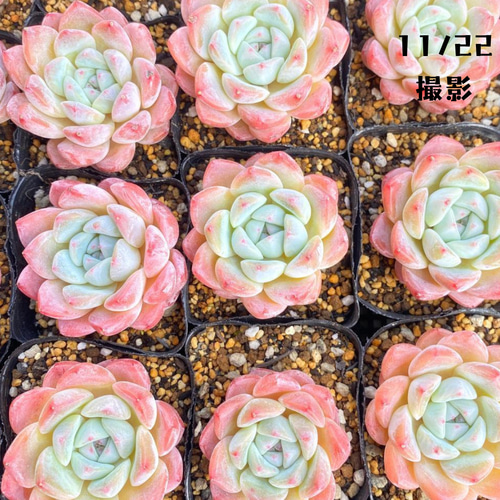 1苗【7.5cmポット/スィックモンローhyb】中苗 輸入苗 多肉植物 1苗【7.5cmポット/スィックモンローhyb】中苗 輸入苗 多肉植物