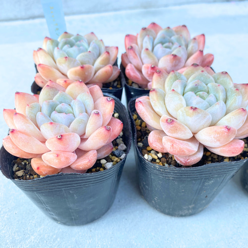 1苗【7.5cmポット/スィックモンローhyb】中苗 輸入苗 多肉植物 1苗【7.5cmポット/スィックモンローhyb】中苗 輸入苗 多肉植物
