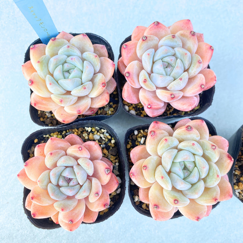 1苗【7.5cmポット/スィックモンローhyb】中苗 輸入苗 多肉植物 多肉