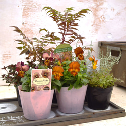 アンティークビオラ」寄せ植え ※寄せ植えセット 花苗 鉢花