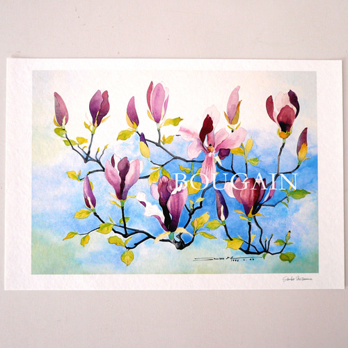 モクレン 】 ORIGINAL GICLEE 水彩画を高級紙に印刷した鑑賞用