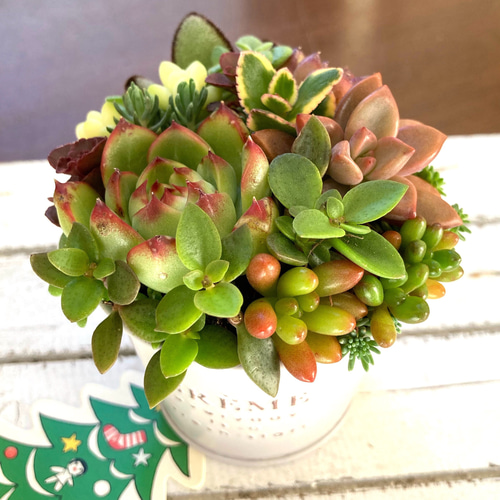 ★多肉植物　寄せ植え〜スター寄せ〜そのまま飾れます(≧∀≦)★ a0e1dae44ddfc443544094ba90756b