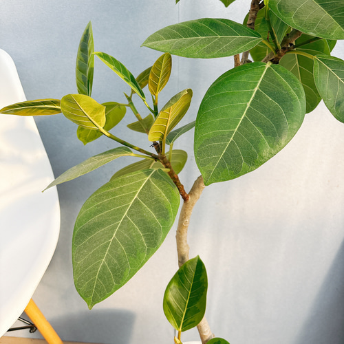 フィカス・アルテシーマ 曲がりタイプ 大型 8寸 観葉植物 ゴムの木 フィカス・アルテシーマ 曲がりタイプ 大型 8寸 観葉植物 ゴムの木