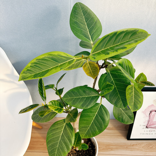 現品］92番 フィカス アルテシマ 曲がり 8号 観葉植物 室内 大型