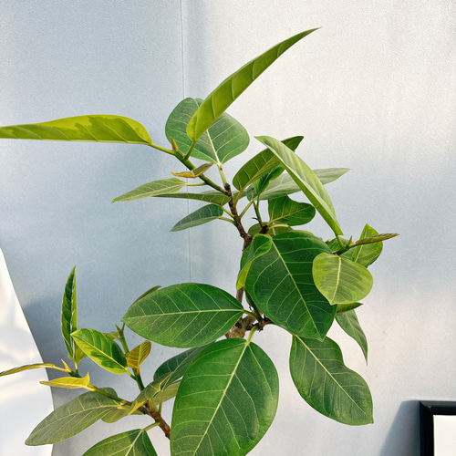 現品］92番 フィカス アルテシマ 曲がり 8号 観葉植物 室内 大型 ゴム