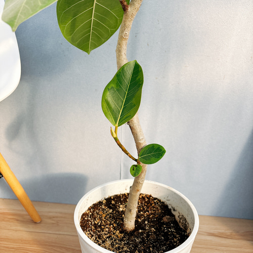 現品］92番 フィカス アルテシマ 曲がり 8号 観葉植物 室内 大型 ゴム