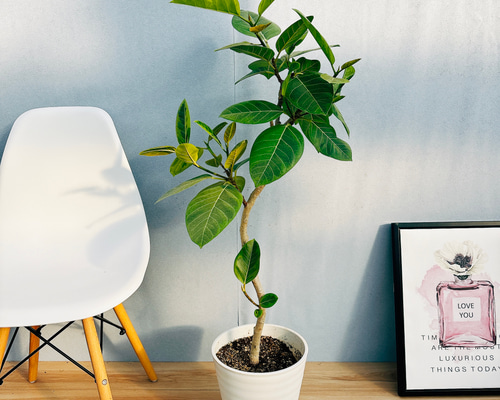 現品］92番 フィカス アルテシマ 曲がり 8号 観葉植物 室内 大型 ゴム