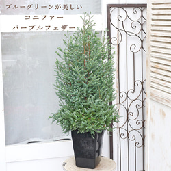 常緑苗木 コニファー パープルフェザー レッドスター 6号 高さ90cm