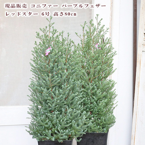 現品販売 常緑苗木 コニファー パープルフェザー レッドスター 6号 高さ80cm クリスマスツリー ヒノキ アートフラワー lavenderherb 通販|Creema(クリーマ) 18486508 現品販売 常緑苗木 コニファー パープルフェザー レッドスター 6号 高さ80cm クリスマスツリー ヒノキ アートフラワー lavenderherb 通販|Creema(クリーマ) 18486508