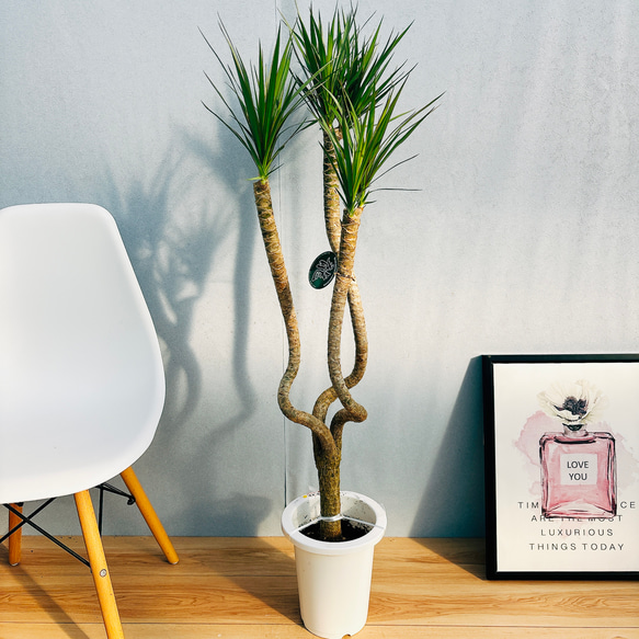 ドラセナコンシンネ⭐️龍⭐️良質　大型　リビングサイズ　観葉植物 ドラセナコンシンネ⭐️龍⭐️良質 大型 リビングサイズ 観葉植物