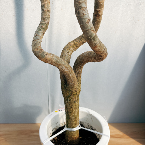 現品］1番 ドラセナ コンシンネ 龍 曲がり 7号 観葉植物 大型 室内