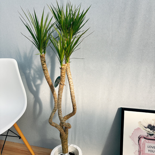 現品］1番 ドラセナ コンシンネ 龍 曲がり 7号 観葉植物 大型