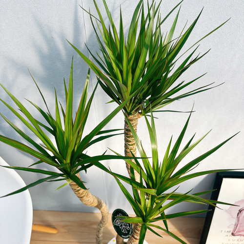 現品］1番 ドラセナ コンシンネ 龍 曲がり 7号 観葉植物 大型
