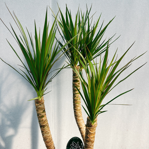 現品］1番 ドラセナ コンシンネ 龍 曲がり 7号 観葉植物 大型 室内