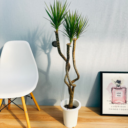 観葉植物 ドラセナ コンシンナ コンシンネ 曲がり ９号鉢 観葉植物 ドラセナ コンシンネ 9号 曲り（龍）ナビー プラスチック鉢