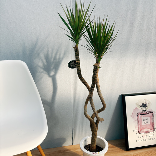 観葉植物 ドラセナ コンシンナ コンシンネ 曲がり ９号鉢 観葉植物 ドラセナ コンシンナ コンシンネ 曲がり 9号鉢 ドラセナ