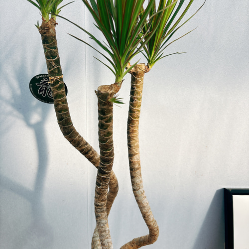 早割チケット ドラセナ 現品］2番 コンシンネ 大型 観葉植物 7号 曲がり 龍 その他観葉植物